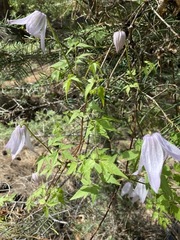 Clematis occidentalis