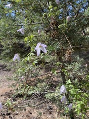 Clematis occidentalis