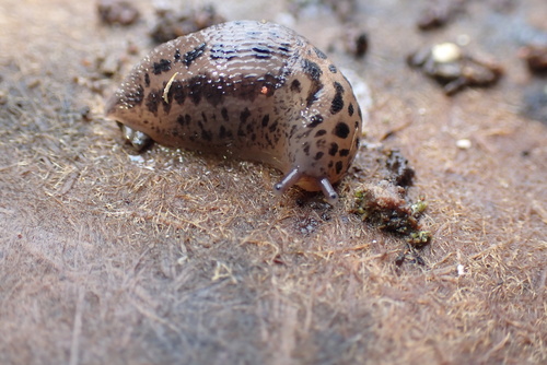 Limax maximus observed 2026-09-21