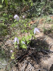 Clematis occidentalis