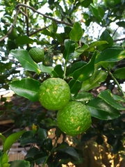 Citrus hystrix