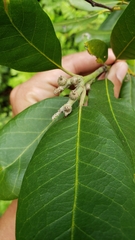 Notholithocarpus densiflorus echinoides