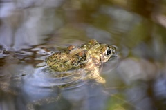 Peltophryne peltocephala