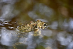 Peltophryne peltocephala
