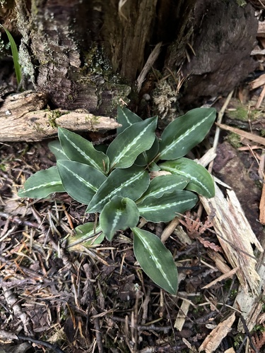 Western Rattlesnake Plantain
