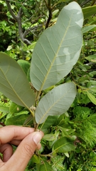 Notholithocarpus densiflorus echinoides