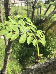 Aralia elata