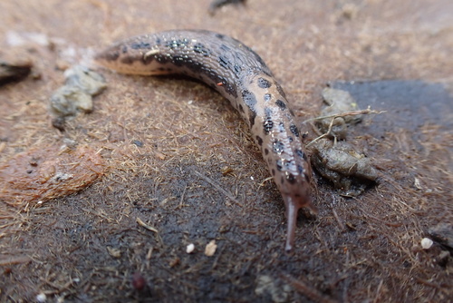 Limax maximus observed 2026-09-21