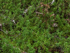 (c) geosesarma, some rights reserved (CC BY) Vaccinium macrocarpon, photograph (c) geosesarma, some rights reserved (CC BY)