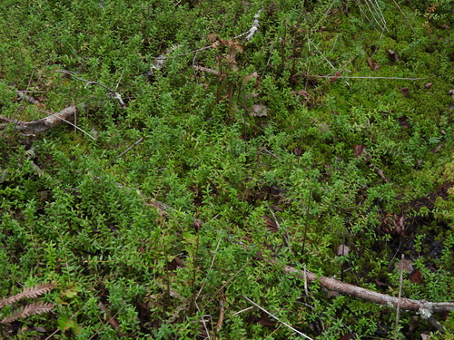 Vaccinium macrocarpon, photograph 1