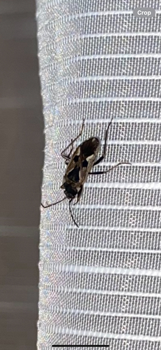 bright-spotted groundbug