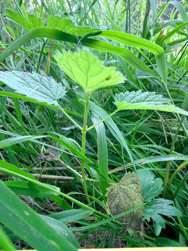 slender stinging nettle