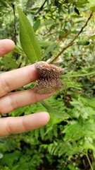 Notholithocarpus densiflorus echinoides