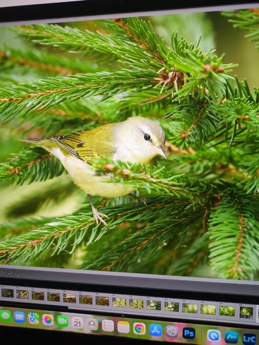 Tennessee Warbler