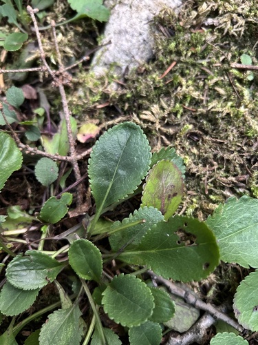 Packera obovata, 2026-09-21