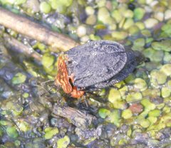 Oiceoptoma thoracicum