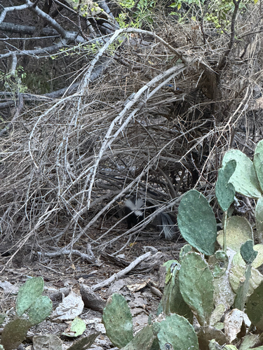 Striped Skunk