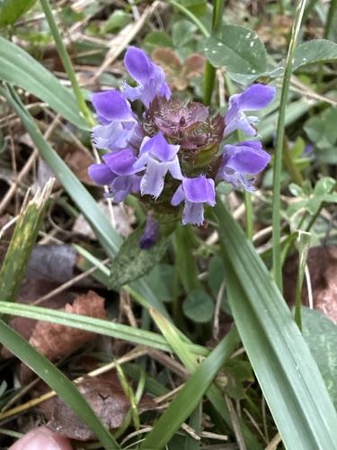 common selfheal