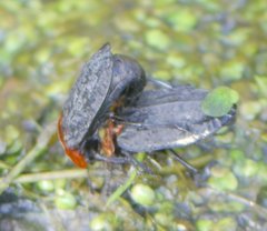 Oiceoptoma thoracicum