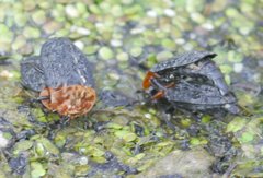 Oiceoptoma thoracicum