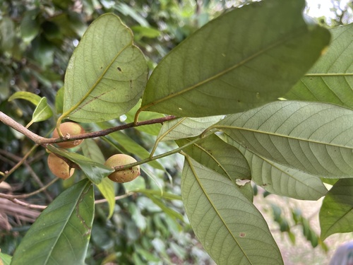 Myristica insipida observed 2026-09-22