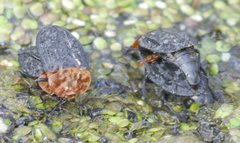 Oiceoptoma thoracicum