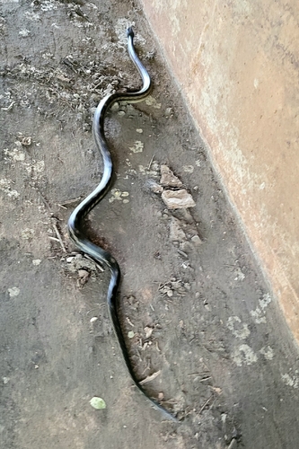 Western Ratsnake
