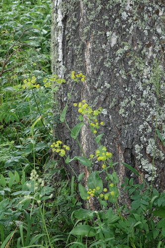 Bupleurum aureum