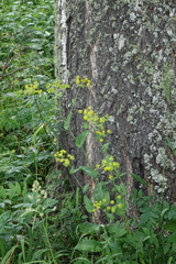 Bupleurum aureum