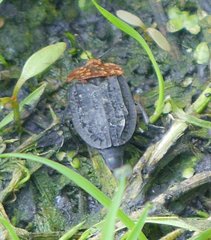 Oiceoptoma thoracicum