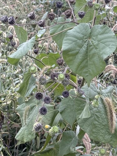 velvetleaf