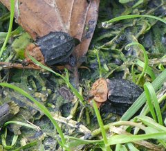 Oiceoptoma thoracicum