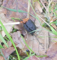 Oiceoptoma thoracicum