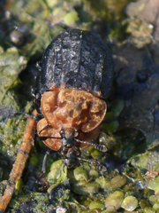 Oiceoptoma thoracicum