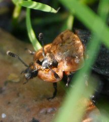 Oiceoptoma thoracicum