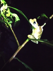 Boana xerophylla