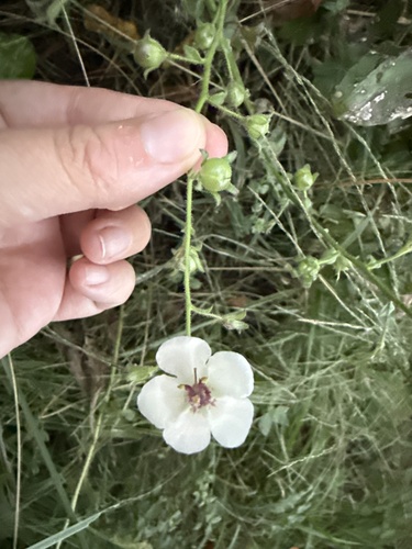 moth mullein