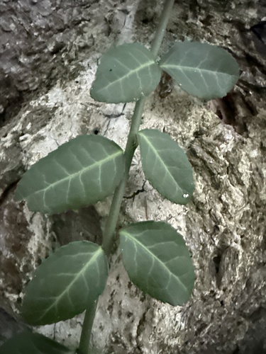 fortune's spindle