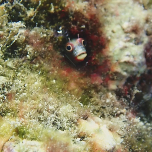 Tubícola mexicano (Acanthemblemaria macrospilus)