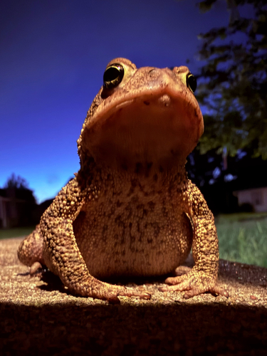 American Toad