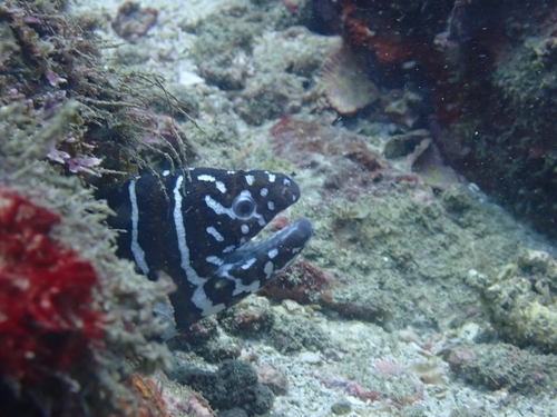Gymnomuraena zebra observed 2026-09-19
