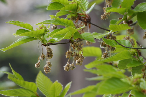 Japanese beech (Fagus crenata)