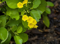 Cordia lutea