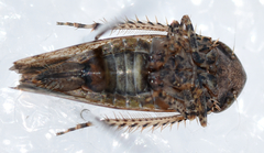 Paraphlepsius tennessus