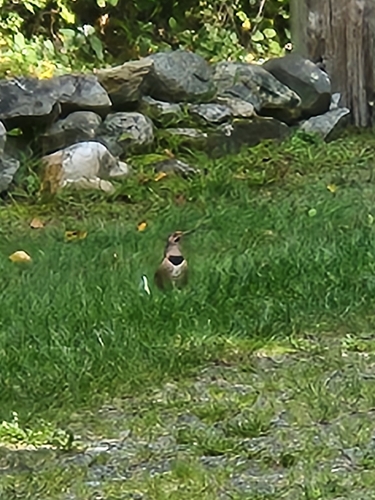 Northern Flicker