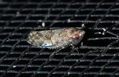 Paraphlepsius tennessus