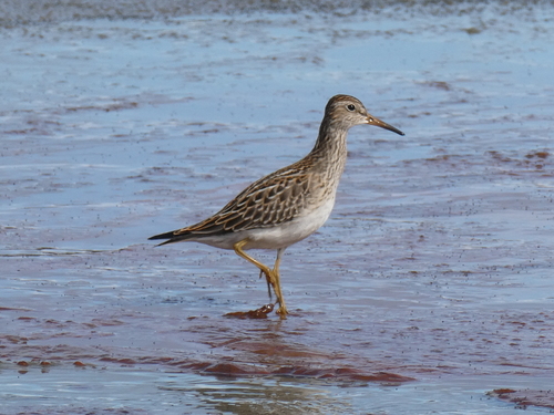 Pectoral Sandpiper