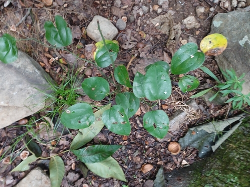 roundleaf greenbrier