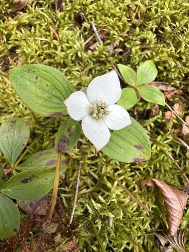 Canadian bunchberry