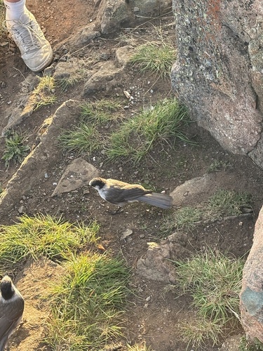 Canada Jay